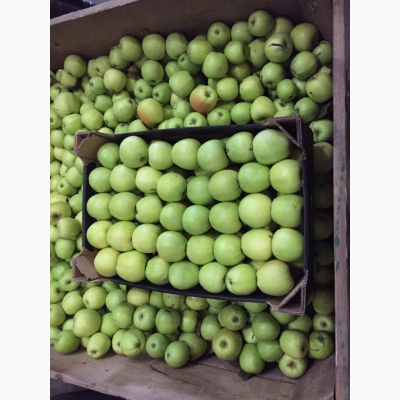 Фото 2. Сортовые яблоки оптом по лучшей цене с Украины