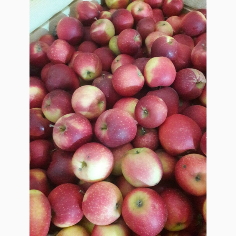 Фото 4. Сортовые яблоки оптом по лучшей цене с Украины