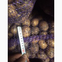 Картошка оптом в Ташкенте