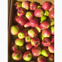 Экспорт яблок с Республики Кыргызстан