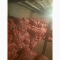 Экспорт картофеля с Республики Кыргызстан