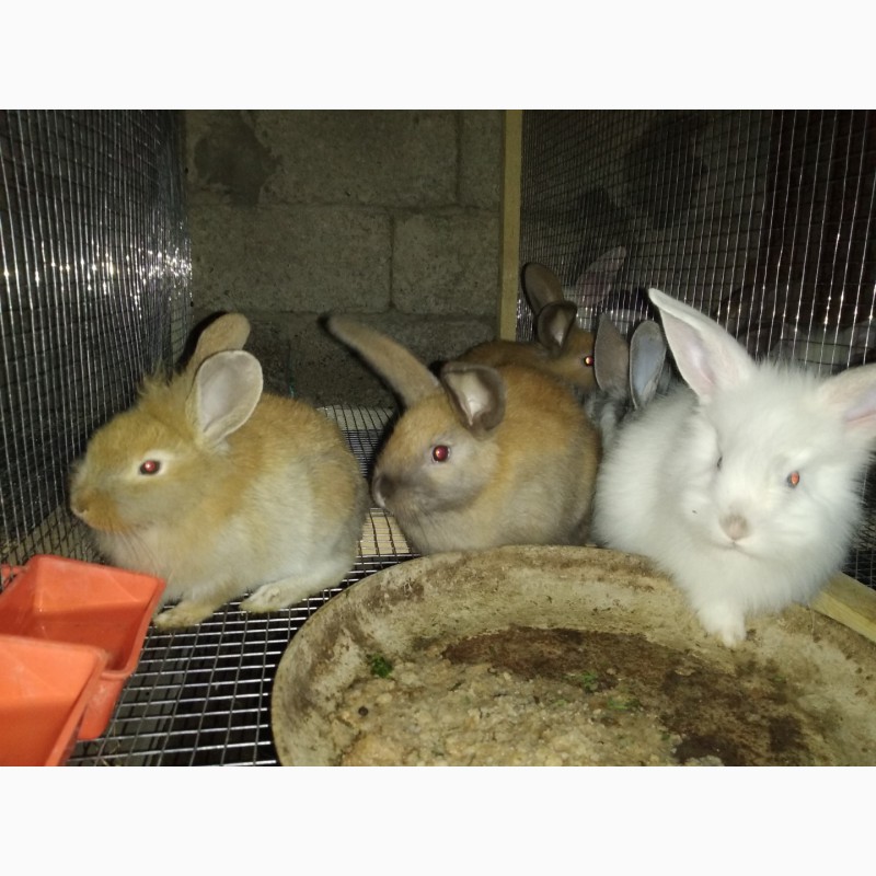 Фото 4. Продаются месячные крольчата