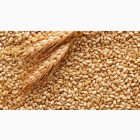 Продам пшеницу 3, 4 класса, фураж