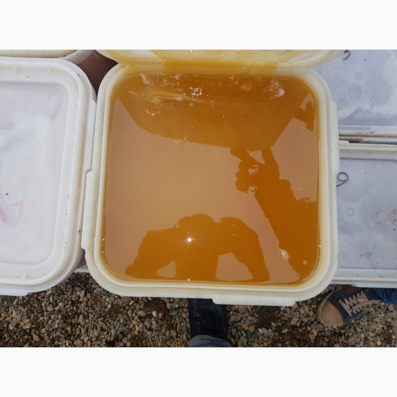 Фото 7. Натуральный мёд оптом от 35 кг