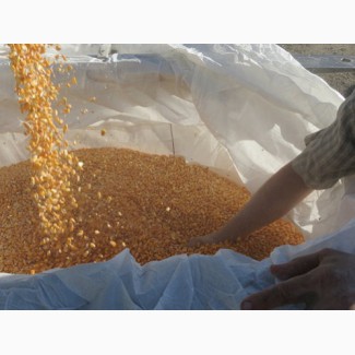 Кукуруза желтая в Ташкенте