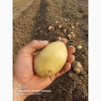 Фото 2. Продам капусту и картофель с Киргизтана от поставщика