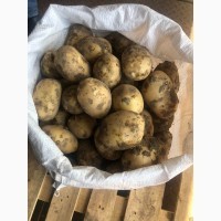 Продам капусту и картофель с Киргизтана от поставщика