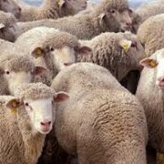 Продам овцы романовские дорпер гиссарские