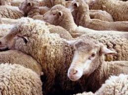 Фото 2. Продам овцы романовские дорпер гиссарские