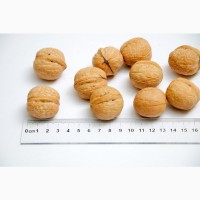 Продам оптом грецкий орех в скорлупе(средний, калиброван)