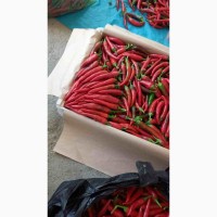 Острый перец (свежий) экспорт из Узбекистана