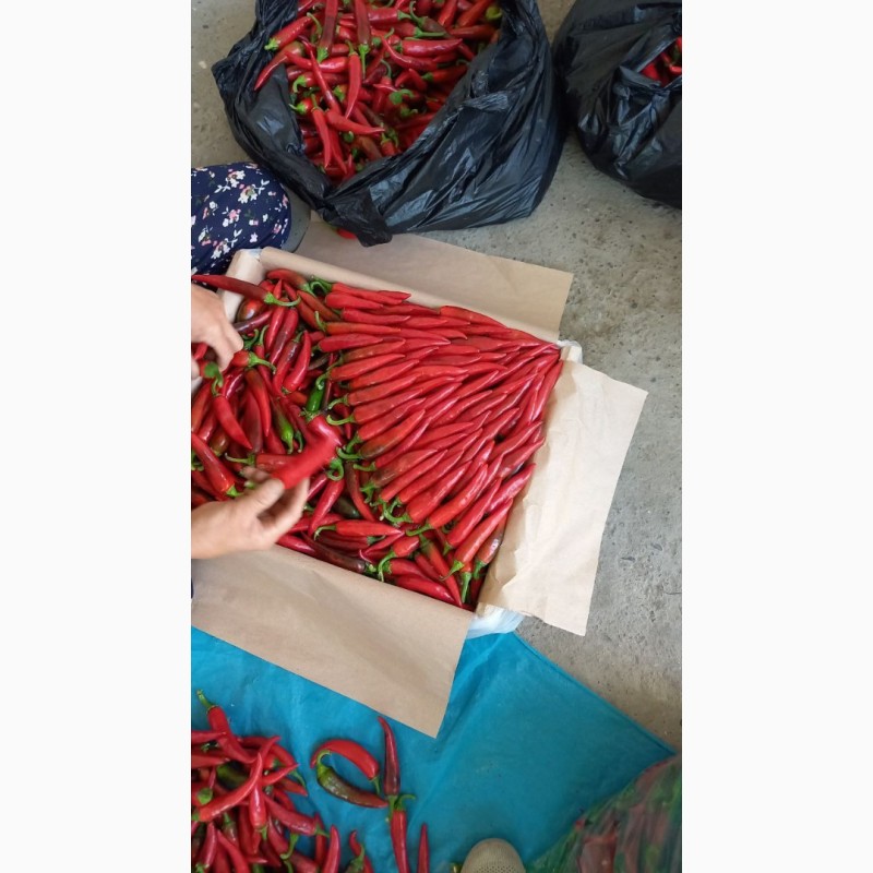 Фото 2. Острый перец (свежий) экспорт из Узбекистана