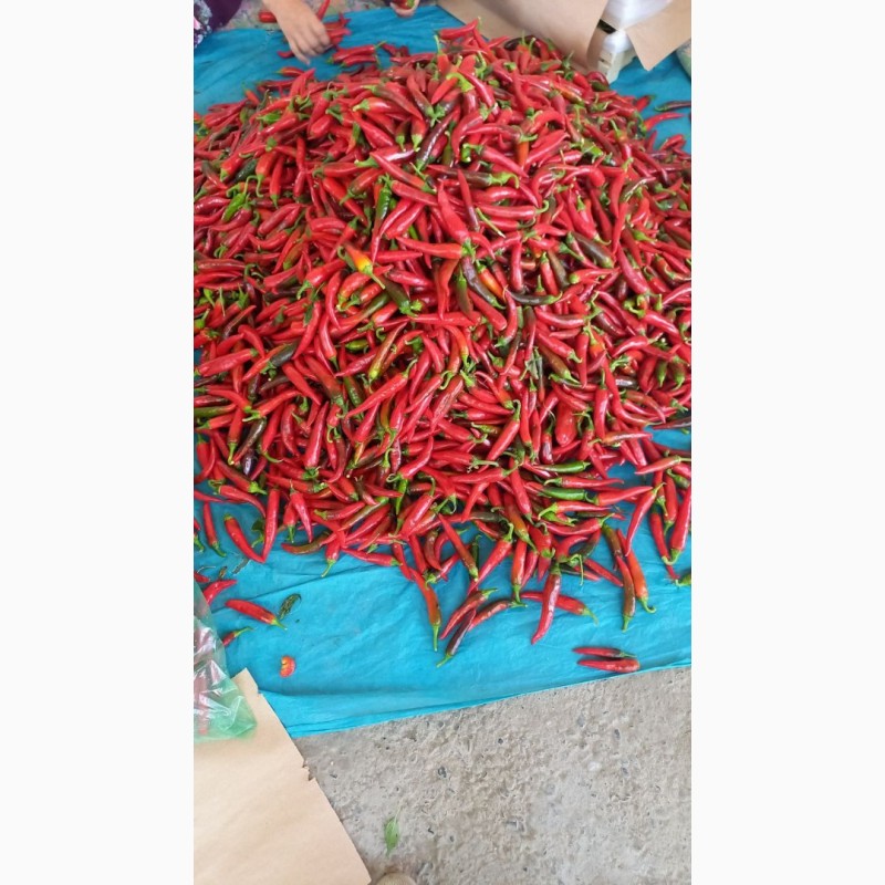 Фото 3. Острый перец (свежий) экспорт из Узбекистана