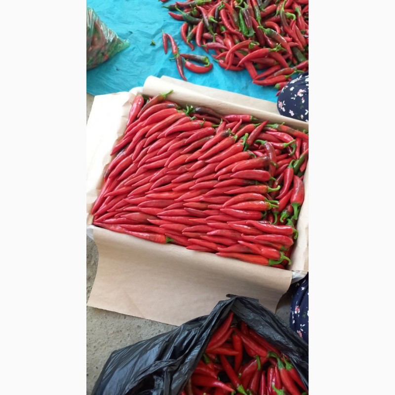 Фото 4. Острый перец (свежий) экспорт из Узбекистана