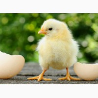 Суточные / однодневные цыплята несушки оптом и на экспорт
