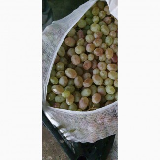 Продам виноград оптом сорт Тойфи, Самаркан