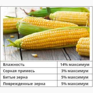Закупка кукурузы (фуражная)