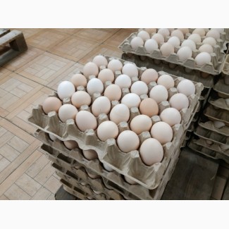 Куриные яйца оптом и на экспорт