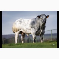 Предлагаем спермодозы Бело-Бельгийской голубой породы быков