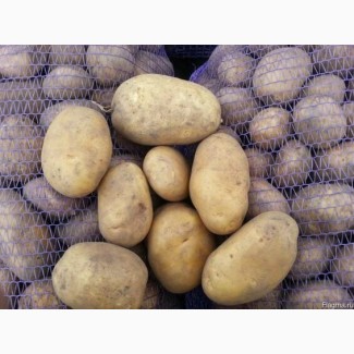 Картофель свежий оптом (Павлодар, Казахстан)