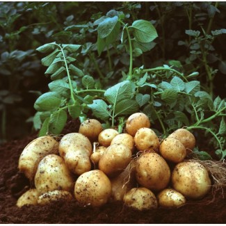 Картофель семенной и продовольственный оптом