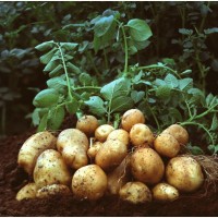 Картофель семенной и продовольственный оптом