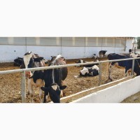 Дойные коровы-Голштино-фризская порода