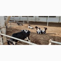 Дойные коровы-Голштино-фризская порода
