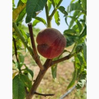 Персик свежий экспорт из Узбекистана