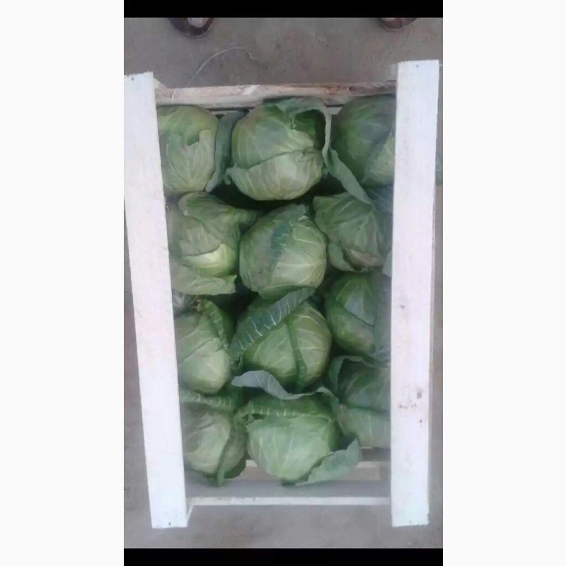 Фото 5. Оптом овощи из Узбекистана
