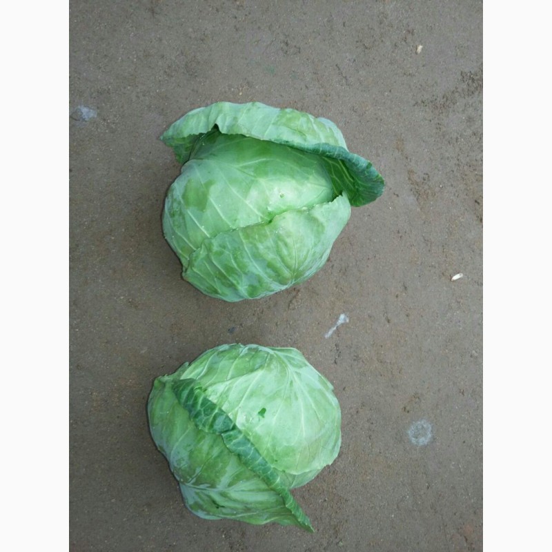 Фото 6. Оптом овощи из Узбекистана