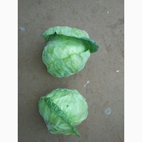 Оптом овощи из Узбекистана