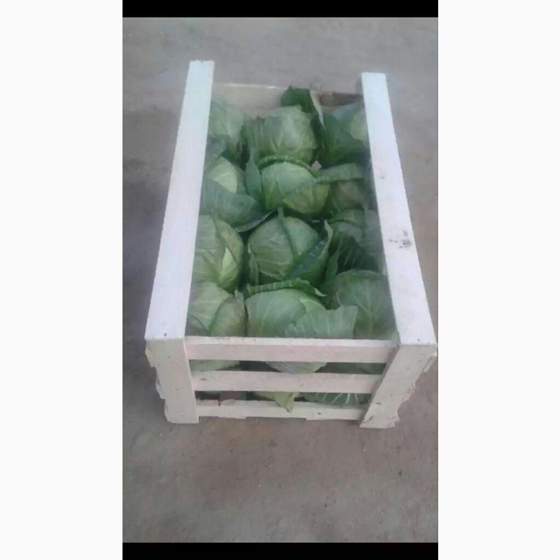 Фото 8. Оптом овощи из Узбекистана