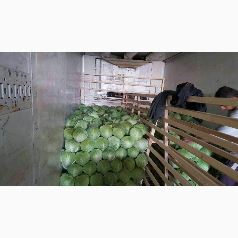 Фото 9. Оптом овощи из Узбекистана