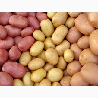 Продаем семенной и товарный картофель