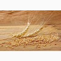 Продам пшеницу 3, 4, 5 класс Поставка с России.Оренбургская область от производителя