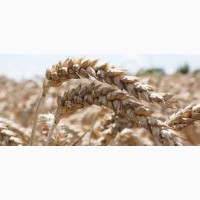 Продам пшеницу 3, 4, 5 класс Поставка с России.Оренбургская область от производителя