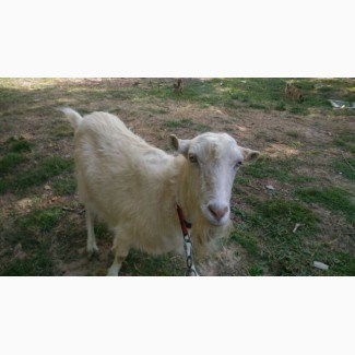 Зааненская коза и козел без рог