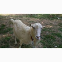 Зааненская коза и козел без рог