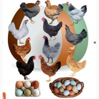 Продажа инкубационного яйца породы DOMINANT