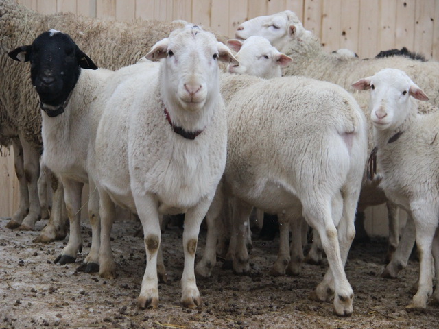 Фото 3. Овцы романовские дорпер гиссарские ярки