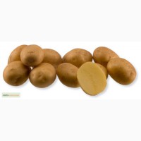 Продажа семенного картофеля