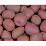 Продажа семенного картофеля
