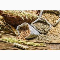 Семена ячменя монитора, пшеницы nd, гречихи Аляска, лен nd супер