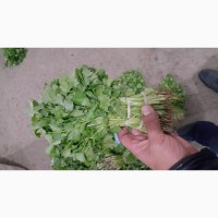 Оптом зелень из Узбекистана