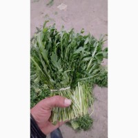 Оптом зелень из Узбекистана