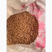 Продам нут (chickpeas) с доставкой в Узбекистан