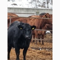 Реализуем крупный рогатый скот с Украины