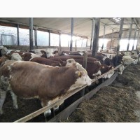 Реализуем крупный рогатый скот с Украины