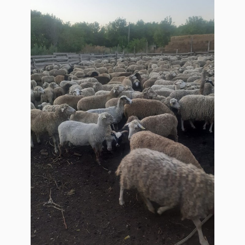 Фото 3. Реализуем овцы с Украины